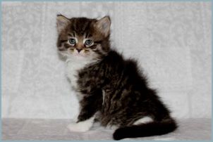 Female Siberian Kitten from Deedlebug Siberians